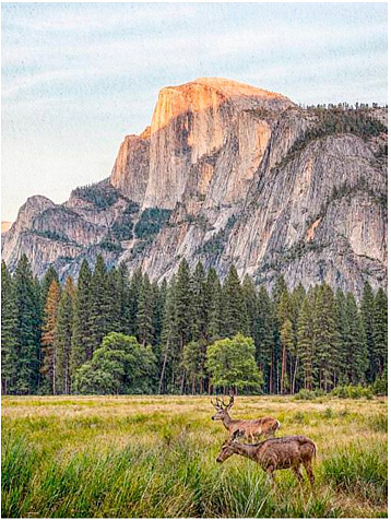 Ковер прямоугольник  в ассортименте, 1,5х2м купить в СОМ